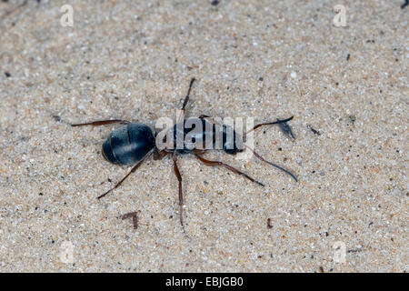 Waldameisen (Formica spec, (F. Rufa Oder F. Polyctena)), die Königin auf dem Boden, Deutschland Stockfoto