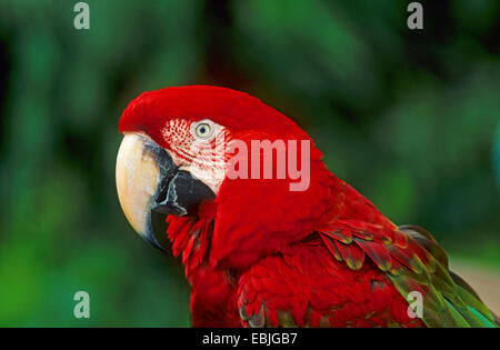 hellroten Aras (Ara Macao), Porträt, Seitenansicht, Costa Rica Stockfoto