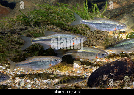 Blättere Elritze, Schneider (Alburnoides Bipunctatus), kleine Schwarm im Spawn Färbung Stockfoto