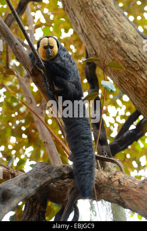 White-faced Saki (Pithecia Pithecia), auf einem Ast Stockfoto