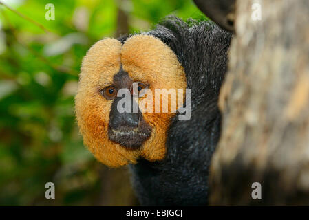 White-faced Saki (Pithecia Pithecia), portrait Stockfoto