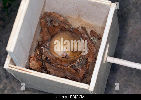 Siebenschläfer, Hasel Haselmaus (Muscardinus Avellanarius), schlafen in einem Nistkasten, Deutschland Stockfoto