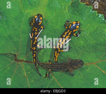 Europäische Feuersalamander (Salamandra Salamandra), junge Feuer Salamander auf einem Leat an Wasseroberfläche, Deutschland Stockfoto