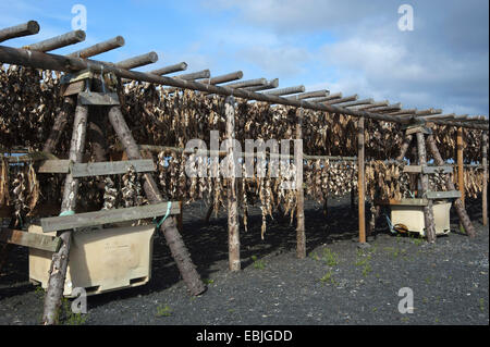 Lager Fische, Island, Halbinsel Reykjanes Stockfoto