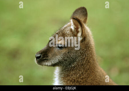 Red-necked Wallaby, Bennett s Wallaby (Macropus Rufogriseus, Wallabia Rufogrisea), Porträt, Seitenansicht Stockfoto