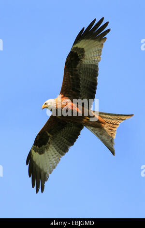 Rotmilan (Milvus Milvus), fliegen, Schweiz Stockfoto