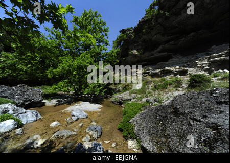 Lacewood, orientalischen Platanen (Platanus Orientalis), Creek am Olymp Berg, Griechenland, Mazedonien, Olymp Stockfoto