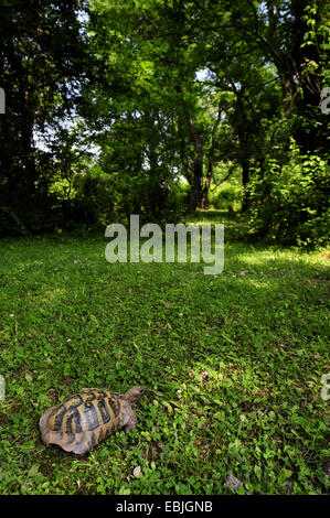 Hermanns Schildkröte, Griechische Schildkröte, Boettgers Schildkröte (Testudo Hermanni Boettgeri), im Schatten der Bäume, Griechenland, Mazedonien Stockfoto