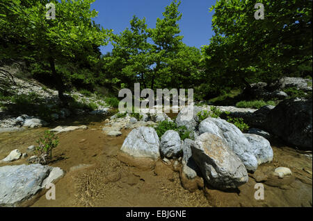 Lacewood, orientalischen Platanen (Platanus Orientalis), Creek am Olymp Berg, Griechenland, Mazedonien, Olymp Stockfoto