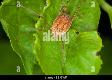 Weberknechte, Daddy Langbein (Rilaena Triangularis, Opilio Triangularis, Platybunus Triangularis Paraplatybunus Triangularis), Weiblich, sitzt auf einem Blatt, Deutschland Stockfoto