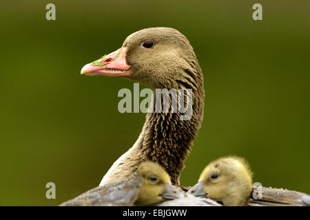 Graugans (Anser Anser), Mutter mit zwei Hühner im Gefieder, Deutschland, Bayern Stockfoto