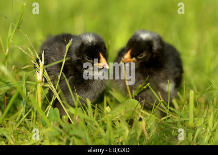 Hausgeflügel (Gallus Gallus F. Domestica), zwei Hühner in der Wiese, Deutschland Stockfoto