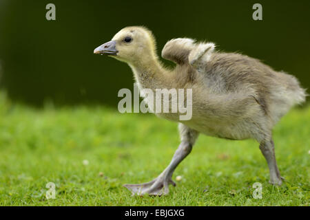 Graugans (Anser Anser), Huhn zu Fuß auf einer Wiese mit den Flügeln, Deutschland Stockfoto