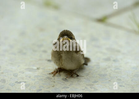 Haussperling (Passer Domesticus), Fledling sitzt auf einer Treppe, Deutschland Stockfoto