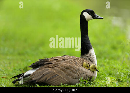 Kanadagans (Branta Canadensis), sitzen auf einer Wiese mit zwei Hühner im Gefieder, Deutschland Stockfoto