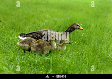 Graugans (Anser Anser), zu Fuß auf einer Wiese mit drei Hühnern, Deutschland Stockfoto