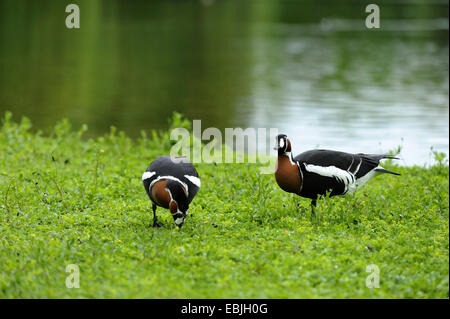 Rothalsgans (Branta Ruficollis), zwei Vögel auf einer Wiese am See, Deutschland Stockfoto