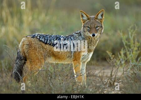 Black-backed Jackal (Canis Mesomelas), stehend in Savanne, Südafrika, Eastern Cape, Mountain Zebra National Park Stockfoto