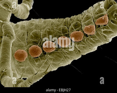 Bauch der Marienkäfer-Larve, Coccinellidae SEM Stockfoto