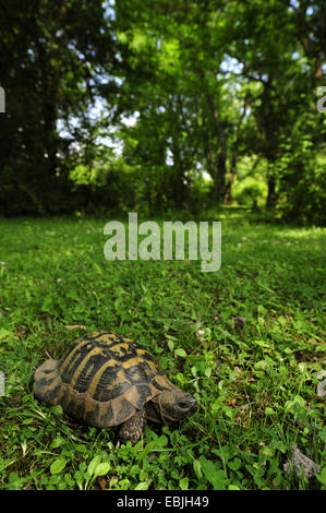 Hermanns Schildkröte, Griechische Schildkröte, Boettgers Schildkröte (Testudo Hermanni Boettgeri), im Schatten der Bäume, Griechenland, Mazedonien Stockfoto