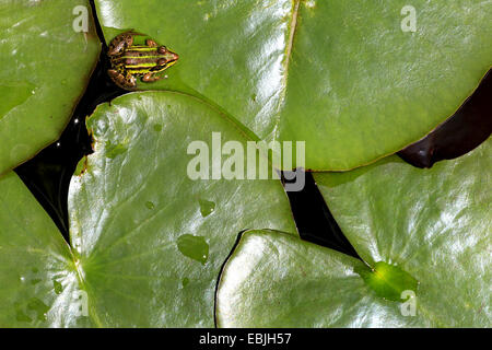 Europäische essbare Frosch, essbare Grasfrosch (Rana kl. Esculenta, Rana Esculenta), sitzen auf Seerosenblatt, Schweiz Stockfoto