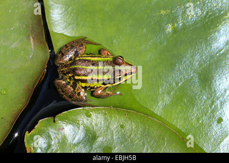 Europäische essbare Frosch, essbare Grasfrosch (Rana kl. Esculenta, Rana Esculenta), sitzen auf Seerosenblatt, Schweiz Stockfoto