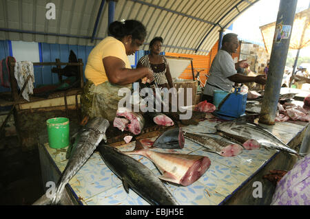 Marketwoman auf einem Fischmarkt, Sri Lanka, Westprovinz, Negombo Stockfoto