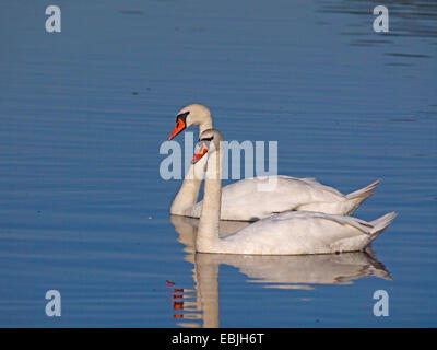 Höckerschwan (Cygnus Olor), Stummschaltung zwei Schwäne schwimmen an einem See, Deutschland, Sachsen, Oberlausitz Stockfoto