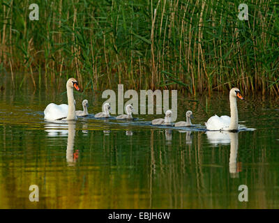 Mute Swan (Cygnus Olor), Schwan Familie schwimmen auf dem See, Oberlausitz Stockfoto