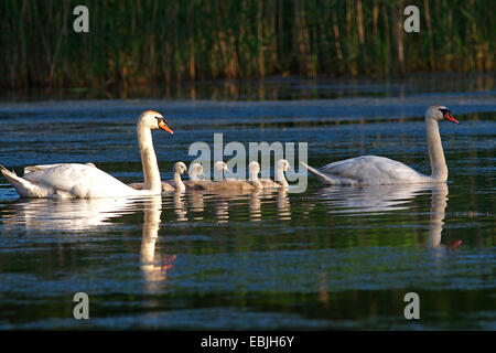 Mute Swan (Cygnus Olor), Schwan Familie schwimmen auf dem See, Oberlausitz Stockfoto