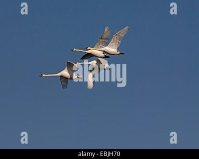 Höckerschwan (Cygnus Olor), stumm vier Schwäne fliegen, Deutschland, Sachsen Stockfoto