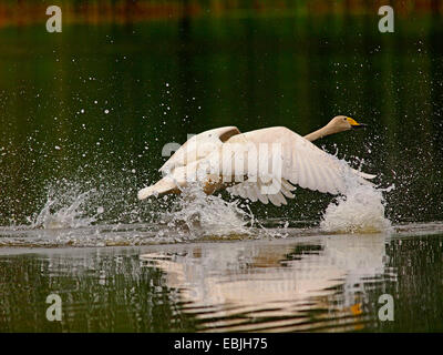 Singschwan (Cygnus Cygnus), ausziehen, Deutschland, Sachsen, Oberlausitz Stockfoto