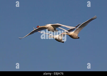 Höckerschwan (Cygnus Olor), stumm drei Schwäne fliegen, Deutschland, Sachsen Stockfoto