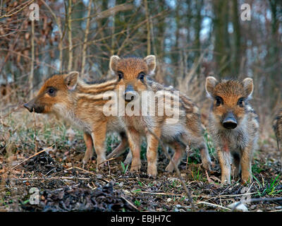 Wildschwein, Schwein, Wildschwein (Sus Scrofa), drei Shoats stehen in einem Wald, Deutschland, Baden-Württemberg Stockfoto