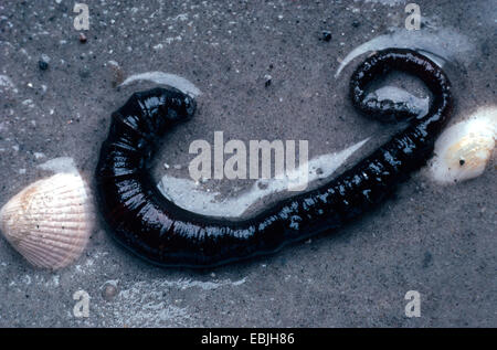 Europäische Lug Wurm, Schlag Lug, Wattwurm (Interpretation Marina), im Sand, Deutschland Stockfoto