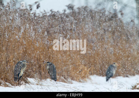 Graureiher (Ardea Cinerea), drei Reiher während Schneefall, Deutschland, Sachsen, Oberlausitzer Heide-Und Teichlandschaft Stockfoto