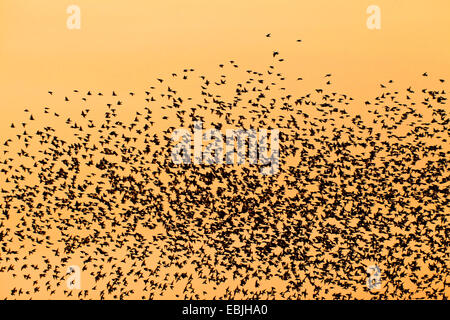 gemeinsamen Star (Sturnus Vulgaris), Vogelzug im Abendlicht, Deutschland, Schleswig-Holstein Stockfoto