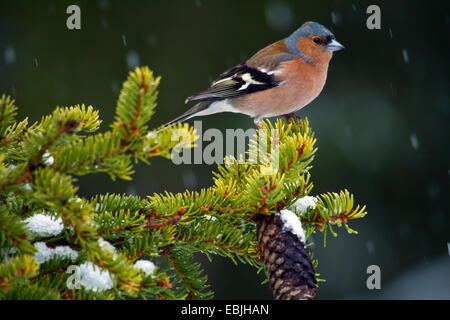 Buchfinken (Fringilla Coelebs), auf einem Fichte Ast, Schweden, Nationalpark Hamra Standortwahl Stockfoto