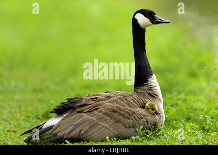 Kanadagans (Branta Canadensis), sitzen auf einer Wiese mit zwei Hühner im Gefieder, Deutschland Stockfoto