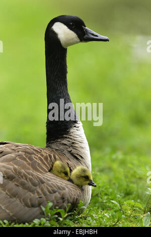 Kanadagans (Branta Canadensis), sitzen auf einer Wiese mit zwei Hühner im Gefieder, Deutschland Stockfoto