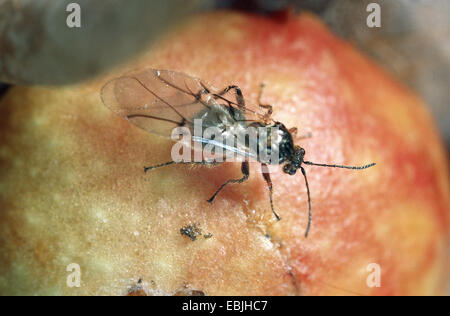 Gemeinsamen Eiche Gallwasp, Eichenblatt Kirsche-Gall Cynipid, Cherry Gall (Cynips Quercusfolii), sitzt auf einem Gall, Deutschland Stockfoto