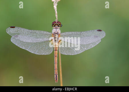 gelb-winged Sympetrum, gelb-winged Darter (Sympetrum Flaveolum), sitzen an einem Keimling bedeckt mit Morgentau, Deutschland, Schleswig-Holstein Stockfoto