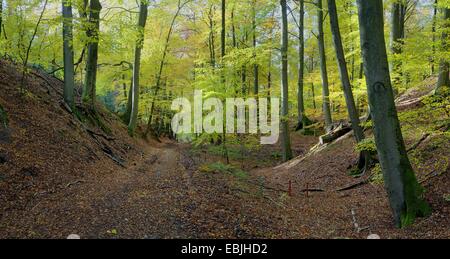 Herbst Holz im Furlbachtal mit Waldweg, Stukenbrock-Senne, NSG Furlbach, North Rhine-Westphalia, Deutschland Stockfoto