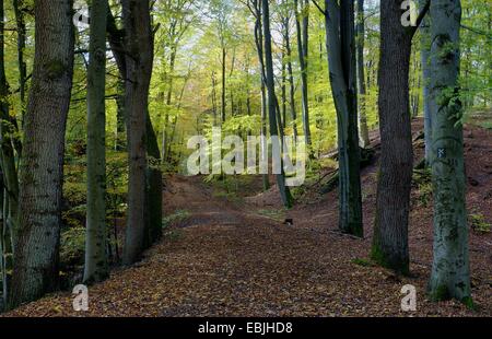 Herbst Holz im Furlbachtal mit Waldweg, Stukenbrock-Senne, NSG Furlbach, North Rhine-Westphalia, Deutschland Stockfoto