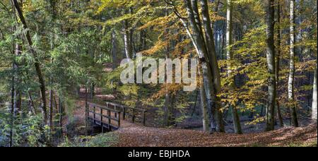 Rotbuche (Fagus Sylvatica), Buchenholz im Furlbachtal im Herbst mit Brücke, Stukenbrock-Senne, NSG Furlbach, North Rhine-Westphalia, Deutschland Stockfoto