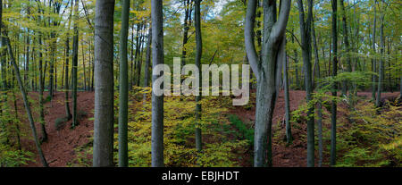 Rotbuche (Fagus Sylvatica), Buchenholz im Furlbachtal, Germany, North Rhine-Westphalia, NSG Furlbach, Stukenbrock-Senne Stockfoto