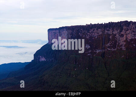 Orectanthe (Orectanthe Sceptrum), Panoramablick von der Roraima-Tepui, Venezuela, Canaima National Park, Roraima Tepui Stockfoto