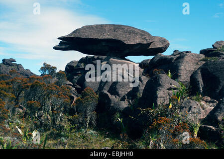 Bizarre Sandstein Formationsflug "Schildkröte" am Mount Roraima, Venezuela, Canaima National Park, Roraima Tepui Stockfoto
