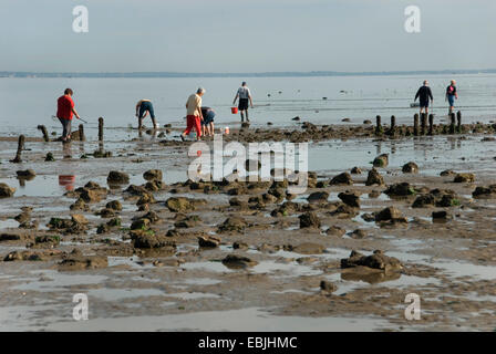 Muschelsammler an der "Passage du Gois', eine Straße nach le de Noirmoutier bei Ebbe, Frankreich, Vendee, le de Noirmoutier Stockfoto