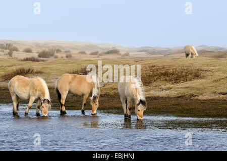 Fjord Pferd, norwegische Pferd (Equus Przewalskii F. Caballus), in einem See in den Dünen trinken, Niederlande, Texel Stockfoto